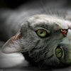 Аватар користувача