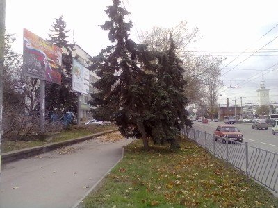 Жук в муравейнике - 21112015139.jpg